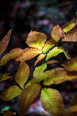 Changing Leaves