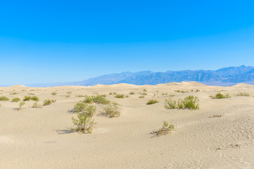 Mesquite sand dunes in desert of Death Valley, California, USA.