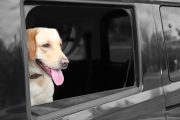 Cute Labrador Retriever looking out of car window