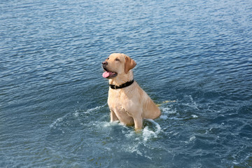 Playful Labrador Retriever in water