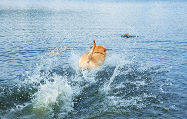 Playful Labrador Retriever jumping in water to fetch ball