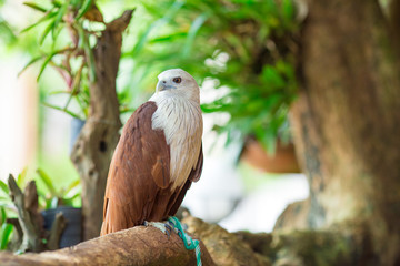 Eagle sitting on the branch, leaf blurred green nature background.