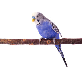 Wavy parrot blue color isolated on white background. Budgerigars isolated