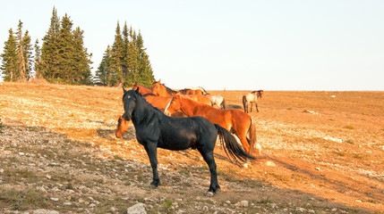Wild Horse Black Stallion with his small herd in the Pryor Mountains Wild Horse Range in Montana USA