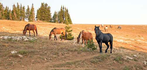 Wild Horse Black Stallion with his small herd in the United States