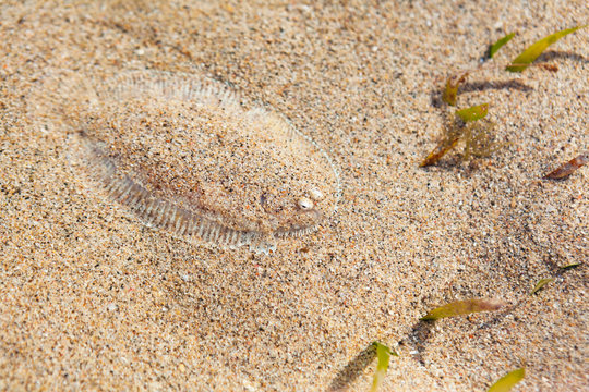 Close up underwater photo of flat sole fish burying in sand beach sea bottom. Protective camouflage, mimicry and ocean floor imitation pattern of flounders and flatfishes. Marine animals background.