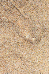 Close up underwater photo of flat sole fish burying in sand beach sea bottom. Protective camouflage, mimicry and ocean floor imitation pattern of flounders and flatfishes. Marine animals background.