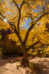 Sunburst between twisting branches of cottonwood tree in fall colors