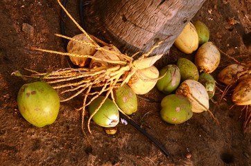 Noix de coco du Tamil Nadu (Mahäbalipuram)