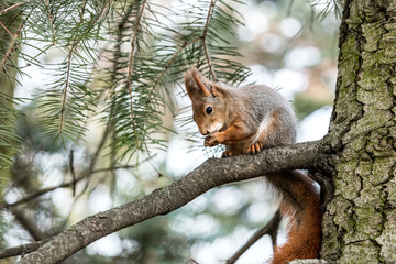 wild red squirrel sitting on tree branch in park and eating nut