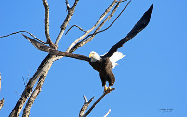 Eagle at flathead lake
