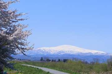 桜と月山