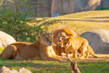 family of lions in kenya