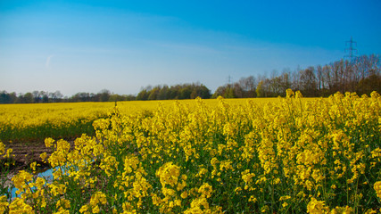 Obraz premium Rapsfeld