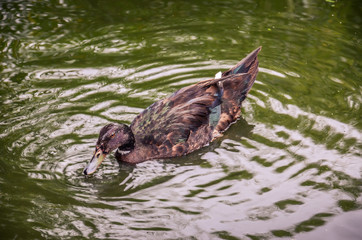 Brown duck floating on a green pond.