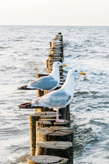 zwei Möwen sitzen am Strand © refresh(PIX)