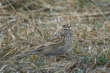 Eurasian skylark (Alauda arvensis)