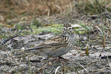 Eurasian skylark (Alauda arvensis)
