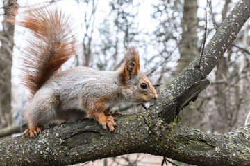 little squirrel sitting on tree branch and searching for food in autumn forest
