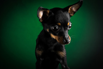 Puppy, dog, toy terrier portrait on a green background