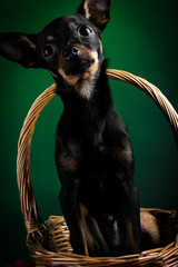 Puppy, dog, toy terrier portrait on a green background