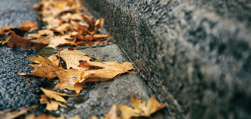 Maple leaves fallen on the road at autumn