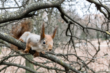 young red squirrel sitting on the branch of naked autumn tree and searching for food