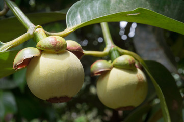 Young Mangosteen