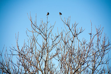 two black birds on bare branches of trees against the blue sky...