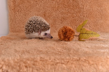 Hedgehog