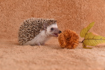 Hedgehog © Sanae
