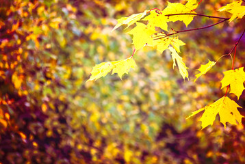Naklejka na ściany i meble Colorful autumn background with maple leaves 