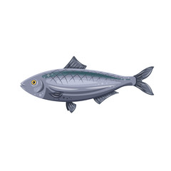 Vector icon flat herring fish isolated on white background. Marine fresh food