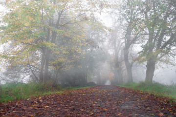 Allee im Herbst Wald mit Nebel