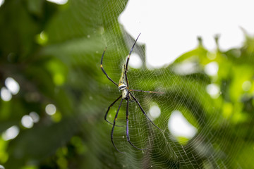 spider nature