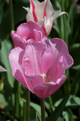 Tulipes - 178639144