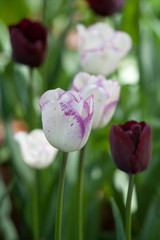 Tulipes - 178639180
