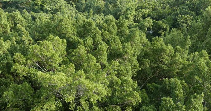 Forest from top
