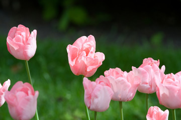 Tulipes - 178639519