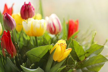 Naklejka premium Tulip flower. bouquet of multicolored tulips on a blurred background . copy space