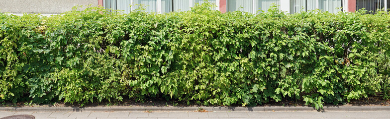 Fototapeta na wymiar A long row of decorative green bushes grows along the sidewalk near the wall of the house