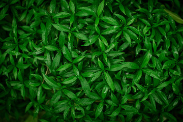 Plakat Green creative fashionable nature leaves texture for background