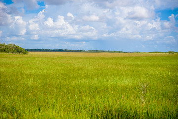 Anhinga Trail of the Everglades National Park. Boardwalks in the swamp. Florida, USA.