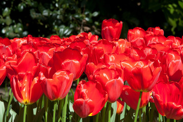 Tulipes - 178639731
