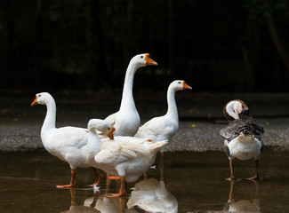 flock of white goose on water field