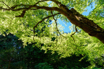 Fototapeta premium Background, pattern green leave big tree blue sky