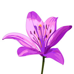 purple vector lily