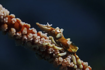 Whip Coral Spider Crab, Gorgonien Spinnenkrabbe (Xenocarcinus tuberculatus)