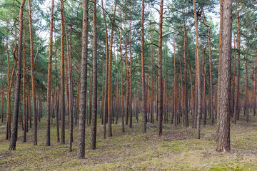 Kiefernbäume Wald
