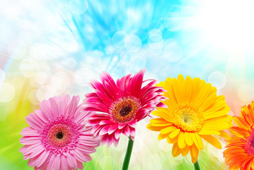 Gerber flower close up